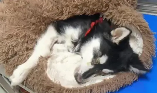 哈士奇不幸患上犬瘟,被主人扔到垃圾桶旁,嘴巴被绑无法呼救!
