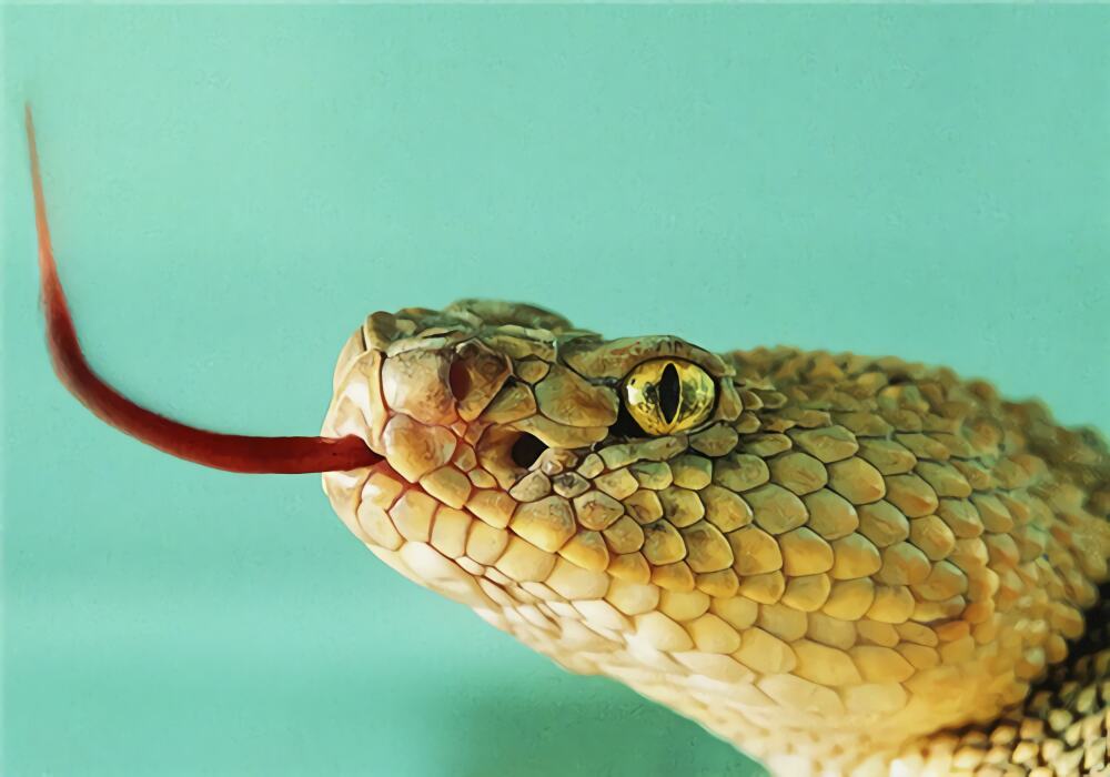 狐狸蛇身份信息