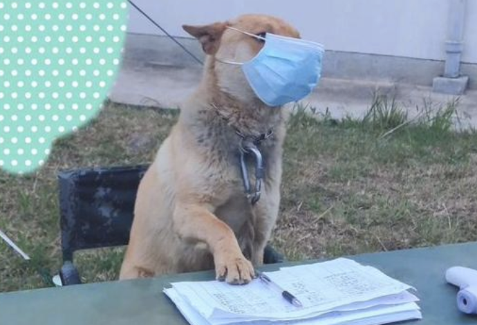 一只狗坐在体温测量点的桌椅上,还一本正经戴着口罩:来登记啦!