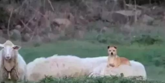 牧羊犬骑在羊身上巡视,这不是“皮皮羊,走!”
