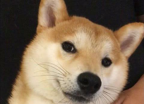 铲屎官给柴犬剪指甲, 没想到, 一时失手, 柴眼里都是泪花, 心疼死了