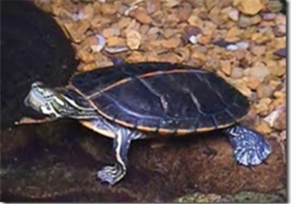 红纹锦龟身份信息