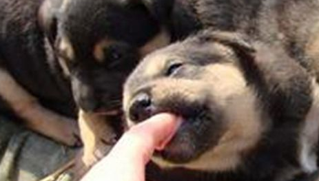 茶农疑有伤遭狗舔 染狂犬病50天后死亡