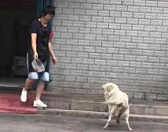 流浪狗不停向女子作辑,女子很是好奇,跟过去一看红了眼!!