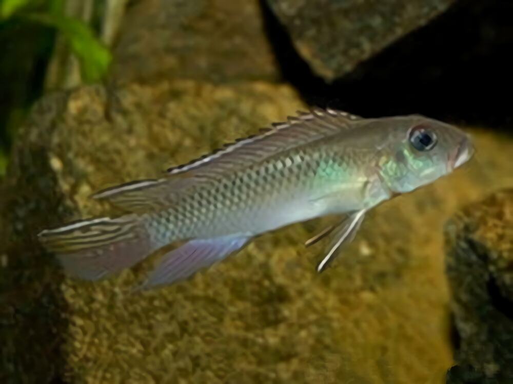 白玉凤凰身份信息