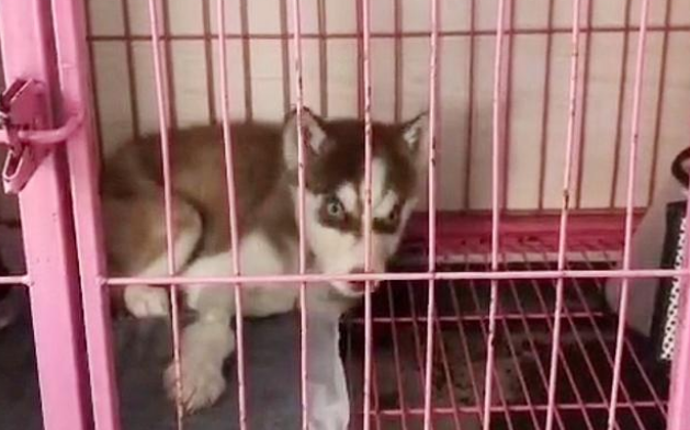 铲屎官出门遛狗,竟同时捡到法斗和哈士奇,原主人为什么如此狠心
