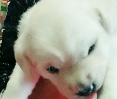 房东不准养狗只好拜托闺蜜养几天,可再见狗狗时心疼坏了