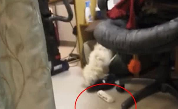 狗狗在家搞破坏,被现场抓包后先是一愣,接下来的反应够我笑半年