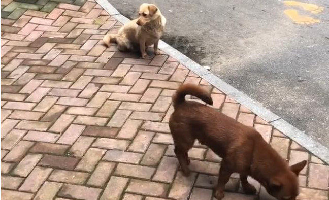 捡到只小奶狗,狗妈妈竟三番五次找上门,但它并不是来要孩子!