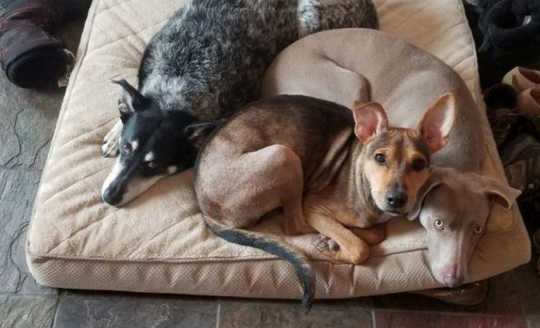 狗狗沦落荒岛，依靠虾干和降水存活，被救时瘦得只剩一身皮包骨头