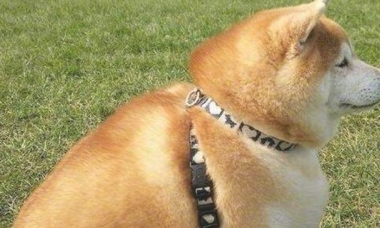 把柴犬送到父母家一段时间,去接的情况下惊倒,柴犬:不跟你回家了