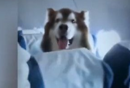 机上惊见巨型汪星人 南航:证件齐全的辅助犬