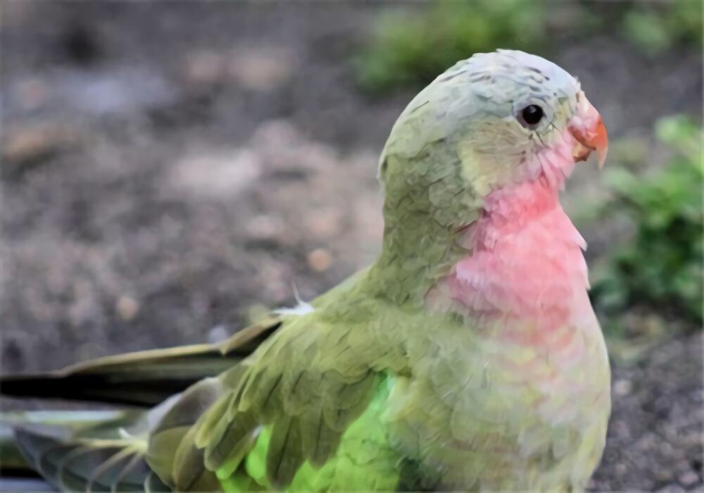 公主鹦鹉身份信息