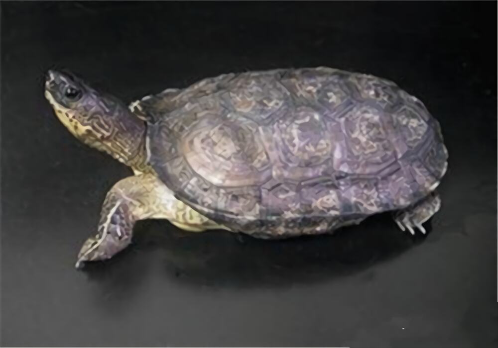 黑木纹龟身份信息