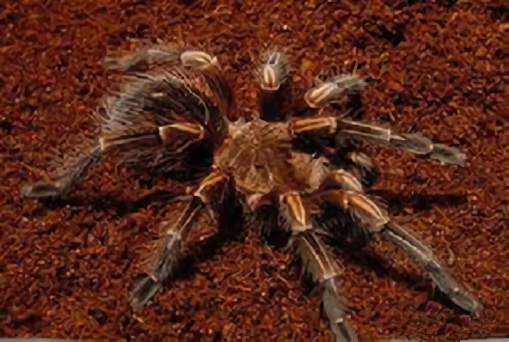 秘鲁金铜身份信息