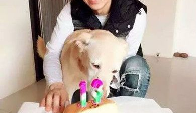 爱犬下半身瘫痪 但光良却对自己的爱犬不离不弃