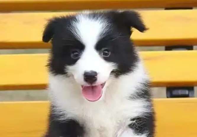 寄养在宠物店的狗狗失踪了,主人要求赔偿36000多元!