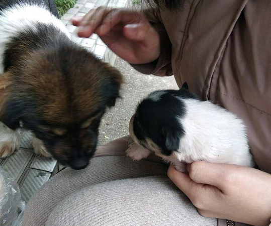 流浪犬母子躲在草丛里,蜷曲着身体冻裂了,漂亮小姐姐见到后暖人收留