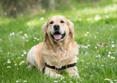 这个追踪4万只狗狗的研究，想让狗和人都活得更长