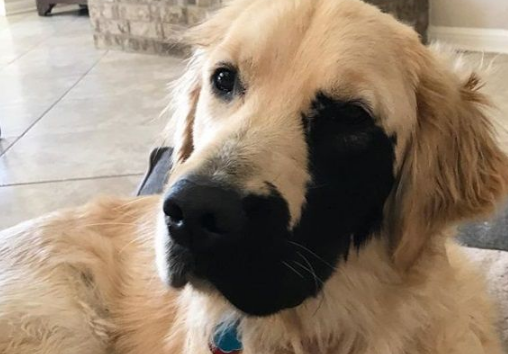 黄金猎犬戴半边面罩 超特别长相成独一无二狗狗!