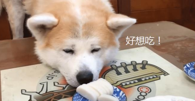 秋田犬已经9岁了,却像“忍者”一样,结果让主人防不胜防