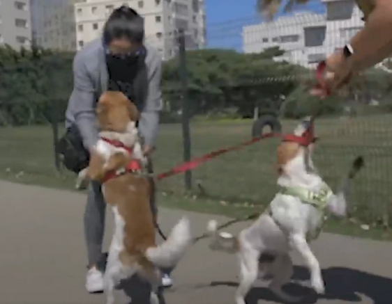 因抢食物打架的狗兄弟，再次偶遇场面意想不到…