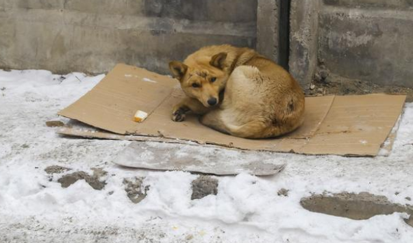 同为比熊犬,命运竟千差万别,流浪比熊的眼里满是羡慕!
