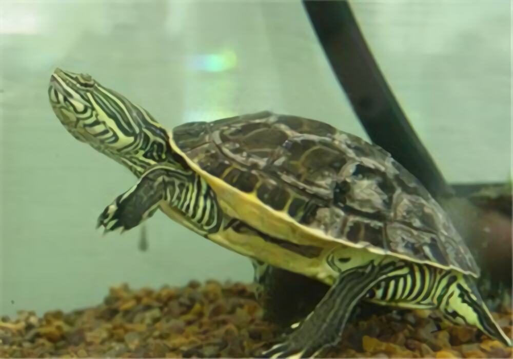 东部网目鸡龟身份信息