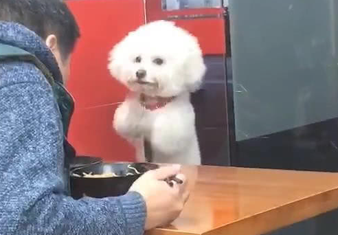 小泰迪见主人不为自己食材吃,站立起来冲着主人作揖,网民:它是狗精