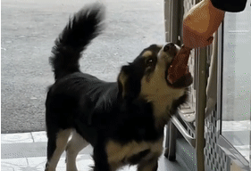 捡到个小流浪狗，网友却集体被萌化：它真的好有礼貌！