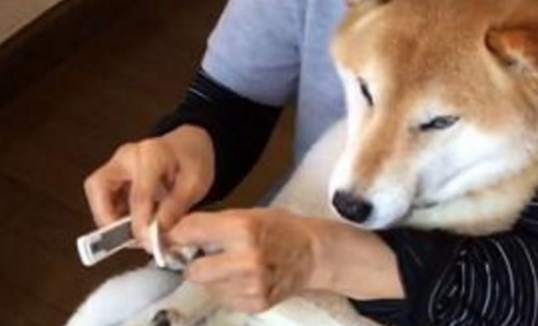 柴犬剪指甲全程狂叫,主人家看透后爱理不理,狗界金马影帝激情片段过重