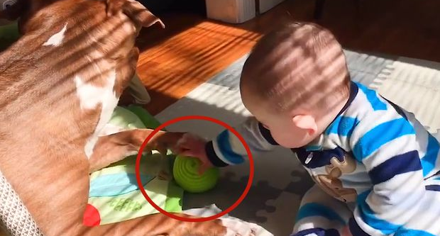 宝宝夺走狗狗的玩具球,你绝对不敢猜到狗狗的反应是什么!