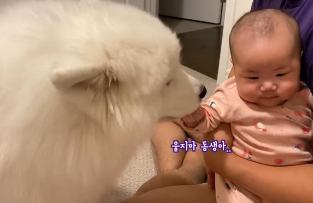 女主人生了孩子,告诉大白狗是“弟弟”,结果被它暖到了