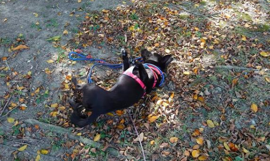 狗狗身上为何戴4条绳子，主人道出原因：太爱它