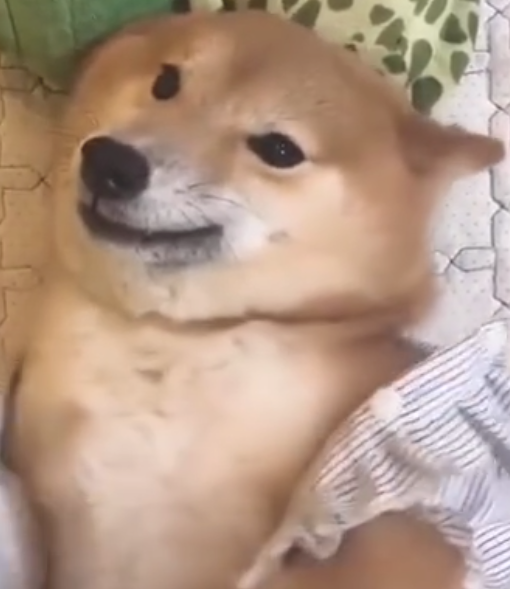 主人家给柴犬脱光衣服,它则是一脸奉承地笑:完后,我不干净了啊!
