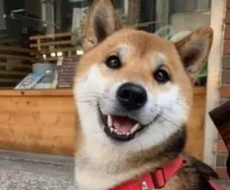 最喜欢笑的柴犬,开心到眼睛眯成一条缝,让人忍不住揪它的小肥脸