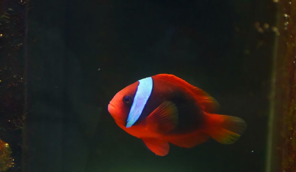 黑红小丑身份信息