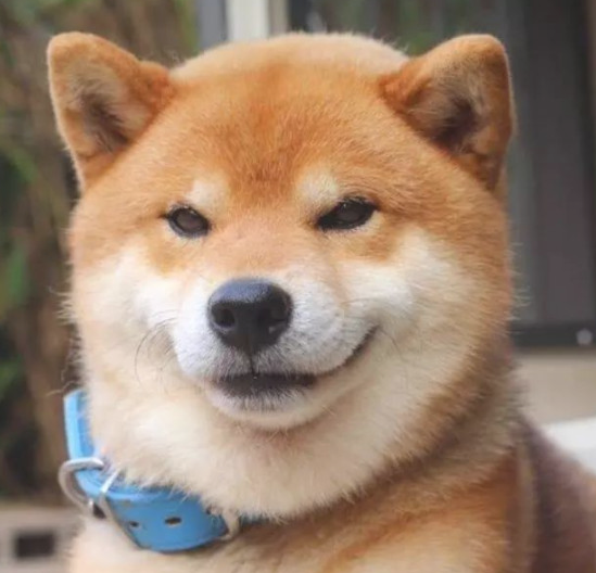 柴犬照镜子后开始不得劲了,还和自身发生争执:里边的家伙快出来!