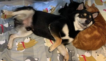 柴犬把橘猫当做了枕芯,就将头靠在它的怀中,见过最大胆的狗子了