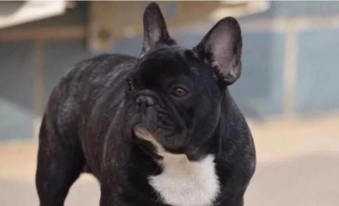 活该！江苏一条狗遭菜场老板棒杀挂树，爱狗人士看到伤心欲绝