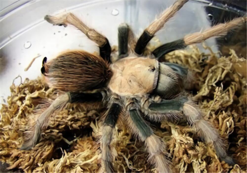 墨西哥金背身份信息