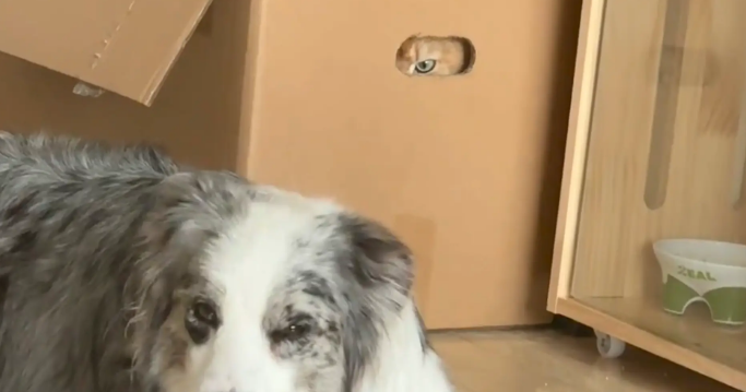 狗子踩了猫咪的尾巴,猫咪生气的钻进箱子观察狗子