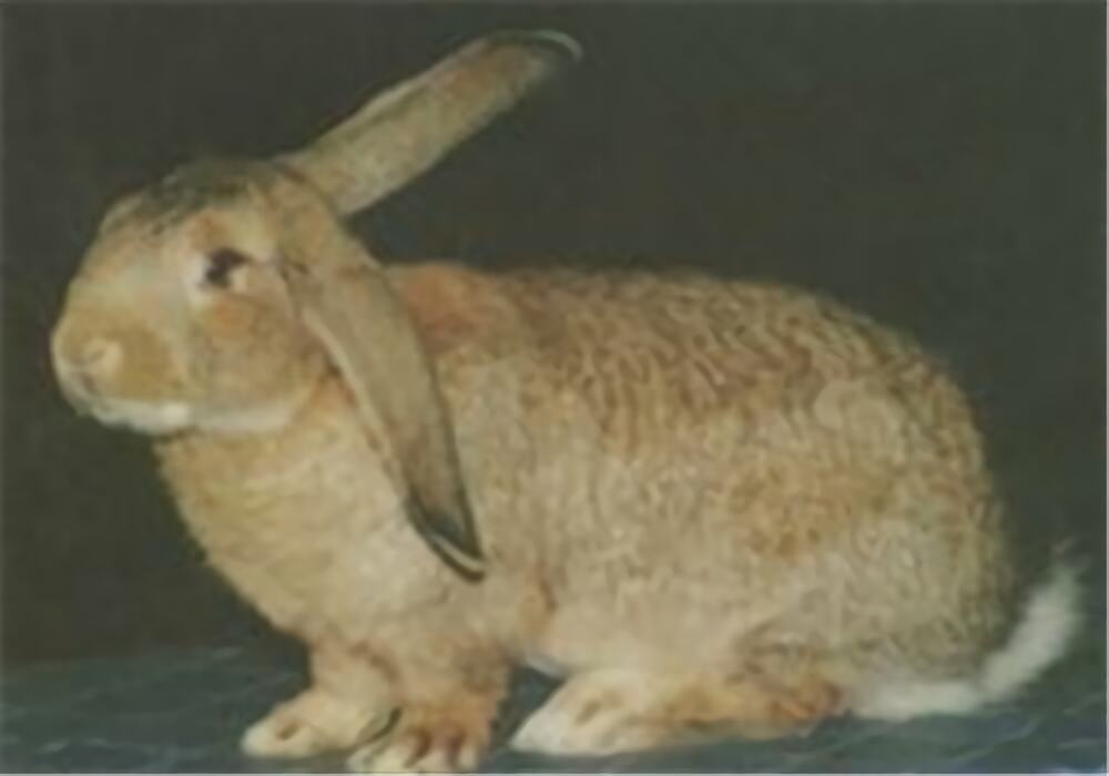 塞北兔身份信息