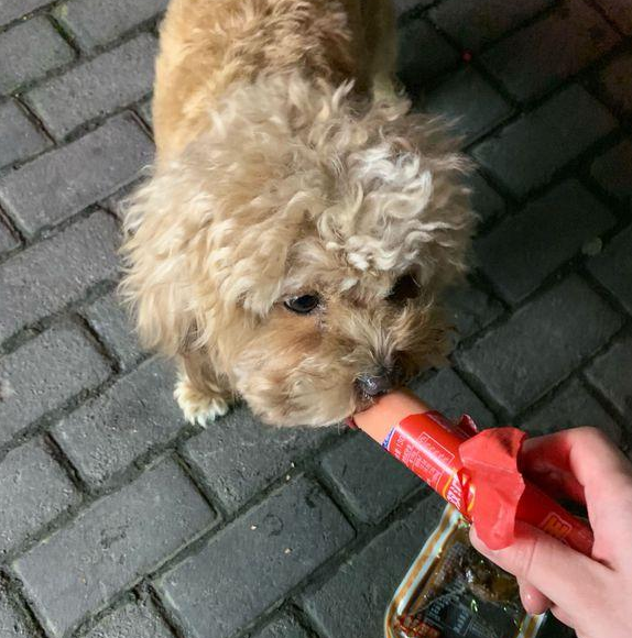 流浪犬在人行横道上躺着，女生抱到便道上想离去，小家伙却一路追随