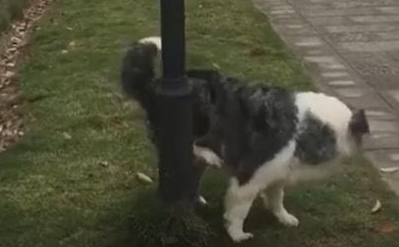 宠物狗在小区灯柱下撒尿触电死亡,主人要物业赔5万!网友吵翻了