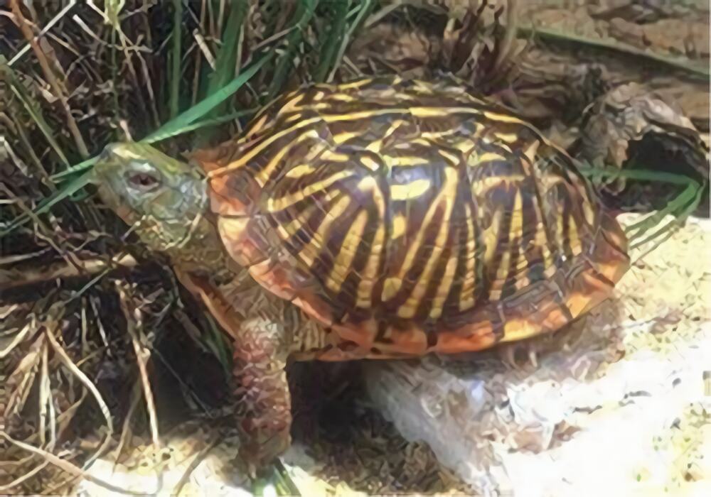 西部箱龟身份信息