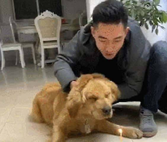 网友给金毛生日日,强制让它熄灭焟烛,狗狗:本届的主人真的很难带啊
