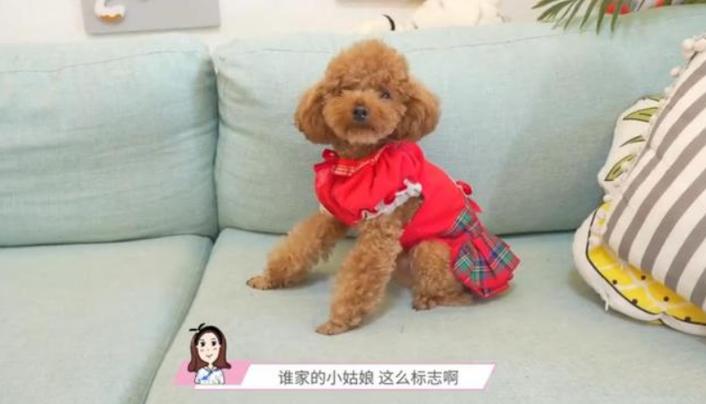 你见过小狗"摆摊"吗?2只小泰迪都快被玩坏了,过路人:全是套路