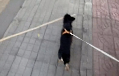 狗狗叼着长木棍回家，主人在后面跟着向别人道歉了一路