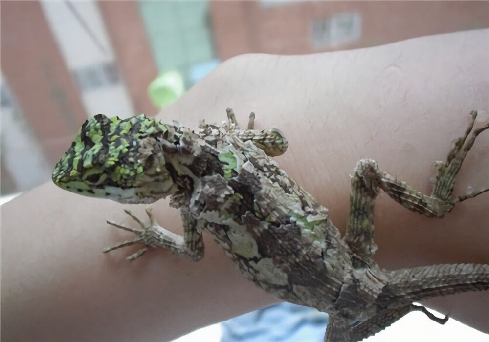 丽纹龙蜥身份信息